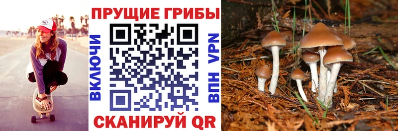 наркота  Котлас  Псилоцибиновые грибы прущие грибы 